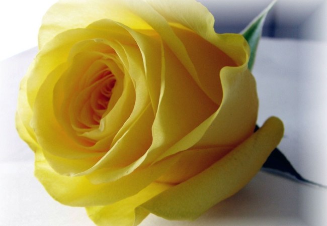 Rose O Guinn Obituary Bellflower Ca