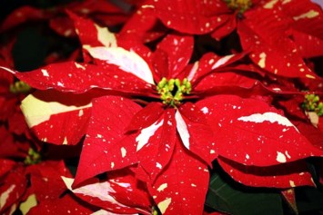 Obituary of Frances Parker Burn