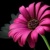 Obituary of Janice Taylor