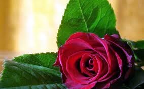Obituary of Danica Blacic