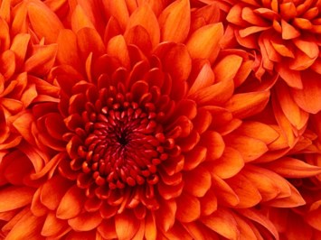 Obituary of Hilda Pflanzer