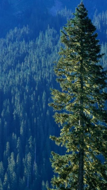 Obituary of George Arthur Schneider