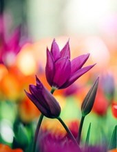 Obituary of Margaret  Ray Pannell