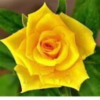 Obituary of Doris Simons