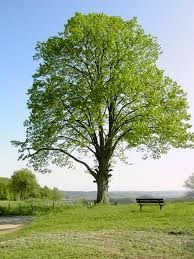 Obituary of Patrick M. Clisham