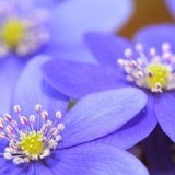 Obituary of Tsilya Kotlyar