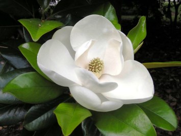 Obituary of Julia Dobbs