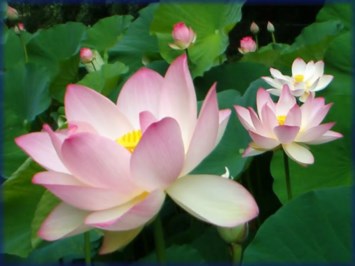 Obituary of Luu Thi Duong