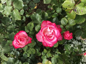 Obituary of Randall Scott Ford