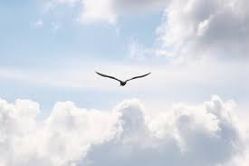 Obituary of Neil John Neilson