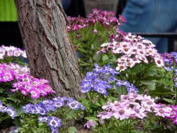 Obituary of Lavina Walters Ray