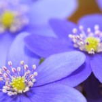 Viola White